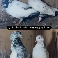 کبوتر ساعت سنگین با ضمانت|پرنده|رشت, پیرکلاچای|دیوار