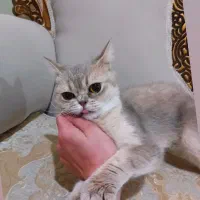 گربه برتیش گلد انفولد