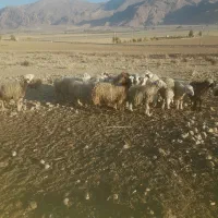 میش درجه یک|حیوانات مزرعه|مرودشت, نقش رستم|دیوار