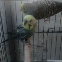 مرغ عشق فنج سورسک چینی