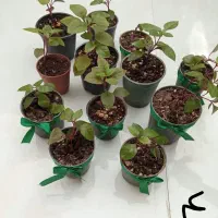 انواع گل بمناسبت روز مادر|گل و گیاه طبیعی|میبد, |دیوار