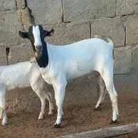 فروش کهره دورگ صومال