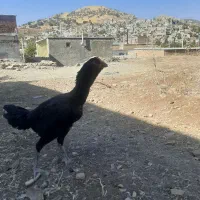 مرغ لاری|حیوانات مزرعه|مریوان, |دیوار