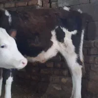 گاوباگوساله|حیوانات مزرعه|ازنا, |دیوار