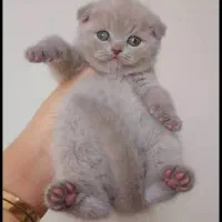 اسکاتیش و بریتیش|گربه|ارومیه, |دیوار