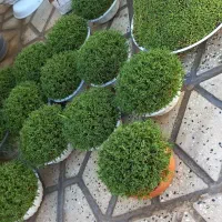 سبزه|گل و گیاه طبیعی|کوهدشت, |دیوار