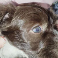 سگ نژاد شیتزو تریر ماده|سگ|آستارا, |دیوار