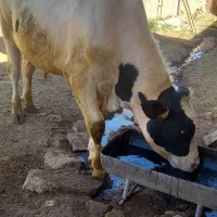 فروش گوساله نر