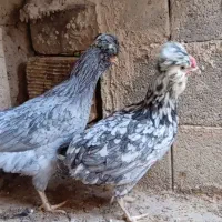 گلین|حیوانات مزرعه|شهرضا, |دیوار