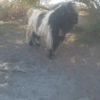 چش دوبور  بهده