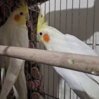 فروش عروس هلندی