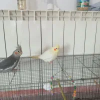 عروس هلندی|پرنده|چالوس, |دیوار