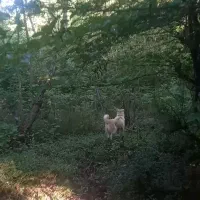 سگ گالشی واسه مال گالشی خوبه|سگ|اطاقور, |دیوار