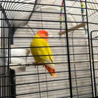 کوتوله فول رام پروازی