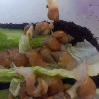 جوجه حلزون ..سرحال تغذیه سالم|خزنده|تهران, صاحب الزمان|دیوار