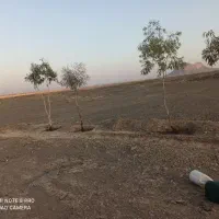 زمین تجاری. مسکونی|پیش‌فروش املاک|خاش, |دیوار