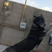 هاسکی بازیگوش