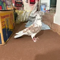 کفتر گرگی کاکلی|پرنده|اردبیل, |دیوار