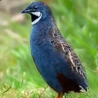 بار جدید بلدرچین منیاتوری بالغ تخم گذار