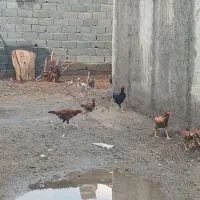 مرغ لاری|حیوانات مزرعه|باغستان, |دیوار