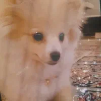 سگ پامر