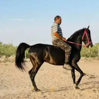 باشگاه سوارکاری و پرورش اسب غزال