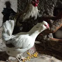 مرغ و خروس درجه یک|حیوانات مزرعه|ملکشاهی, |دیوار