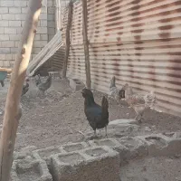 مرغ محلی طوسی|حیوانات مزرعه|برازجان, |دیوار