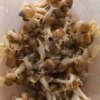 حلزون|خزنده|اصفهان, باغ فدک|دیوار