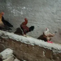 وارک مرغ|حیوانات مزرعه|جوانرود, |دیوار