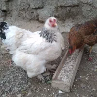 مرغ کرچ شده براهما