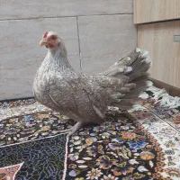 تخم مینیاتوری نطفه دار|حیوانات مزرعه|کهریزک, |دیوار