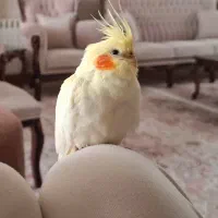 گمشده/ شهریار محدوده عباس آباد کرشته/مژدگانی
