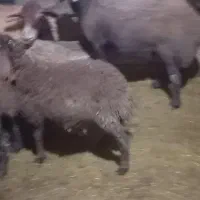 بره ماده|حیوانات مزرعه|سنندج, |دیوار