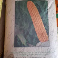 توزیع انواع بذر ذرت بصورت عمده و خرده|عمده‌فروشی|مرودشت, گندم‎|دیوار