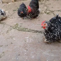 مرغ و خروس تخمگذارکوشین