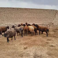 میش گله گرد قوچ خورده|حیوانات مزرعه|چناران, |دیوار