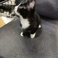 واگذاری بچه گربه