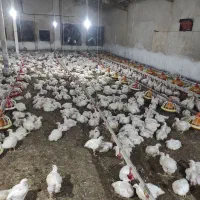 غذای سگ و گربه