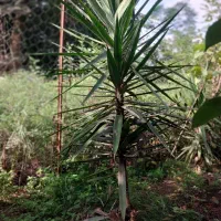 یوکا چند ساله|گل و گیاه طبیعی|رشت, حومه رشت|دیوار