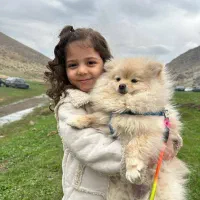 پامرانین خرص اصیل|سگ|سنندج, |دیوار