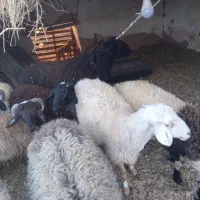 حیوان و مزرعه|حیوانات مزرعه|فردوس (کرمان), |دیوار