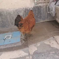 مرغ|حیوانات مزرعه|کوار, |دیوار