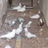 تماس جوابگو هستم