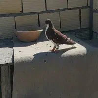 کفتر شهری سرخ|پرنده|شیراز, پودنک|دیوار