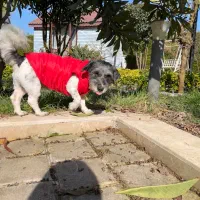 واگذاری سگ|سگ|رشت, بلوار گیلان|دیوار