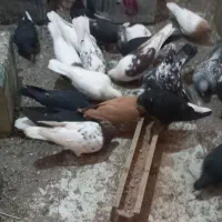 پرنده فروشی علی زارع
