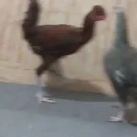 مرغ و خروس|حیوانات مزرعه|انبارآلوم, |دیوار