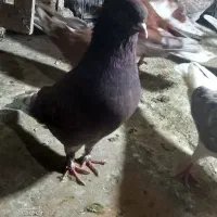 سرخ نوک سفید|پرنده|گرگان, |دیوار