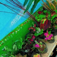 بنسای|گل و گیاه طبیعی|ارومیه, |دیوار
